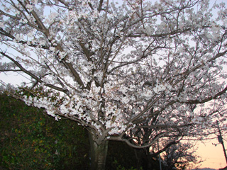 2007sakura_01.jpg (63441 oCg)