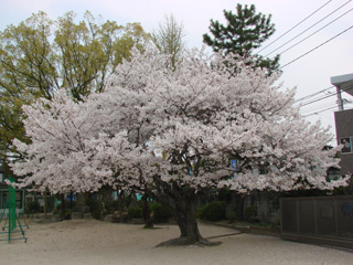 2007sakura_02.jpg (45211 oCg)